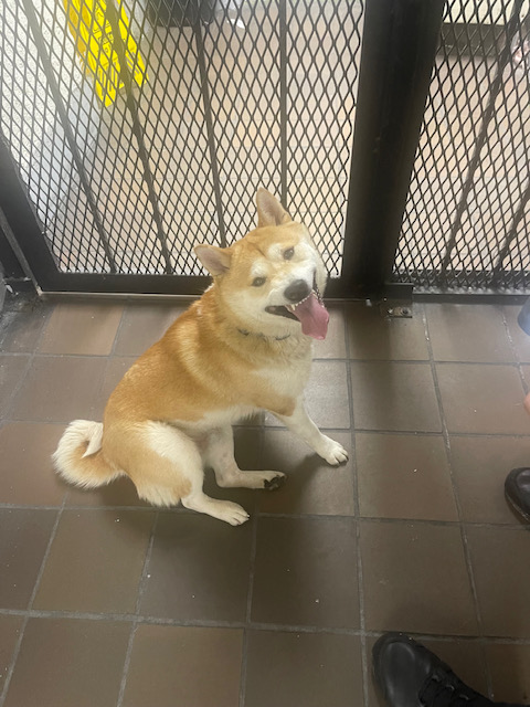 Found dog 