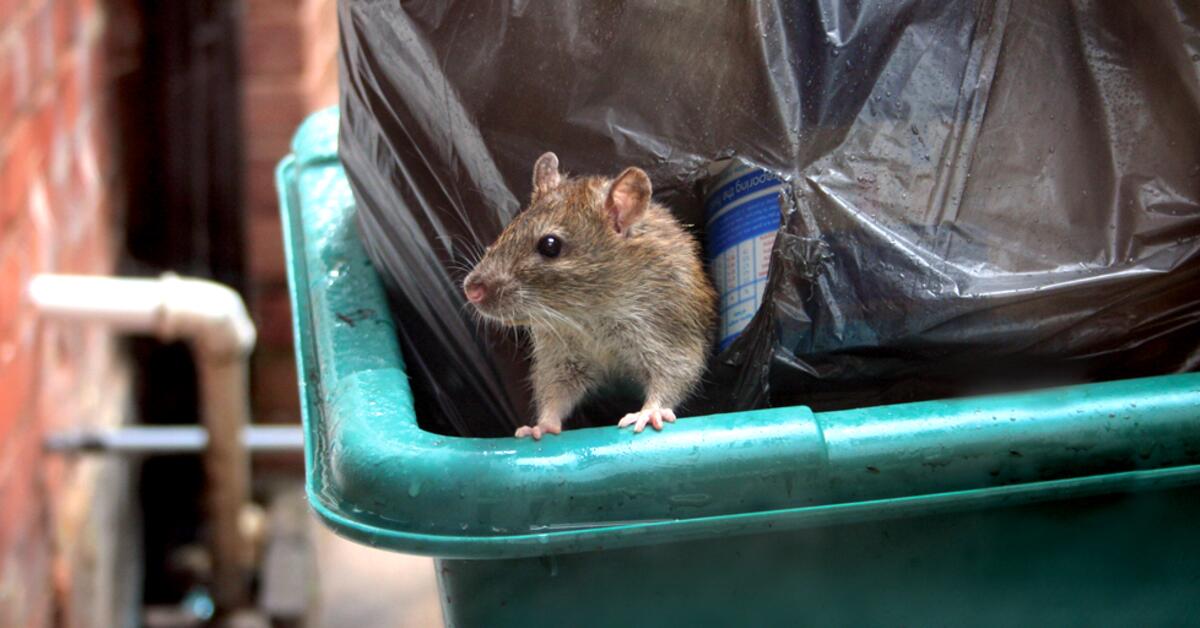 Bloomfield Officials Continue to Educate Residents on Proper Garbage Disposal, Rodent Prevention