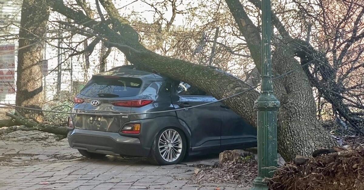 Woman Injured After Tree Falls on Car in Paterson