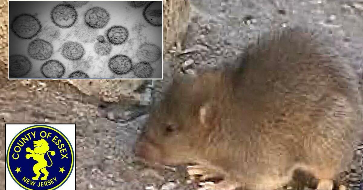 Essex County Enhances Public Health Surveillance Following Emerging Hantavirus Concerns