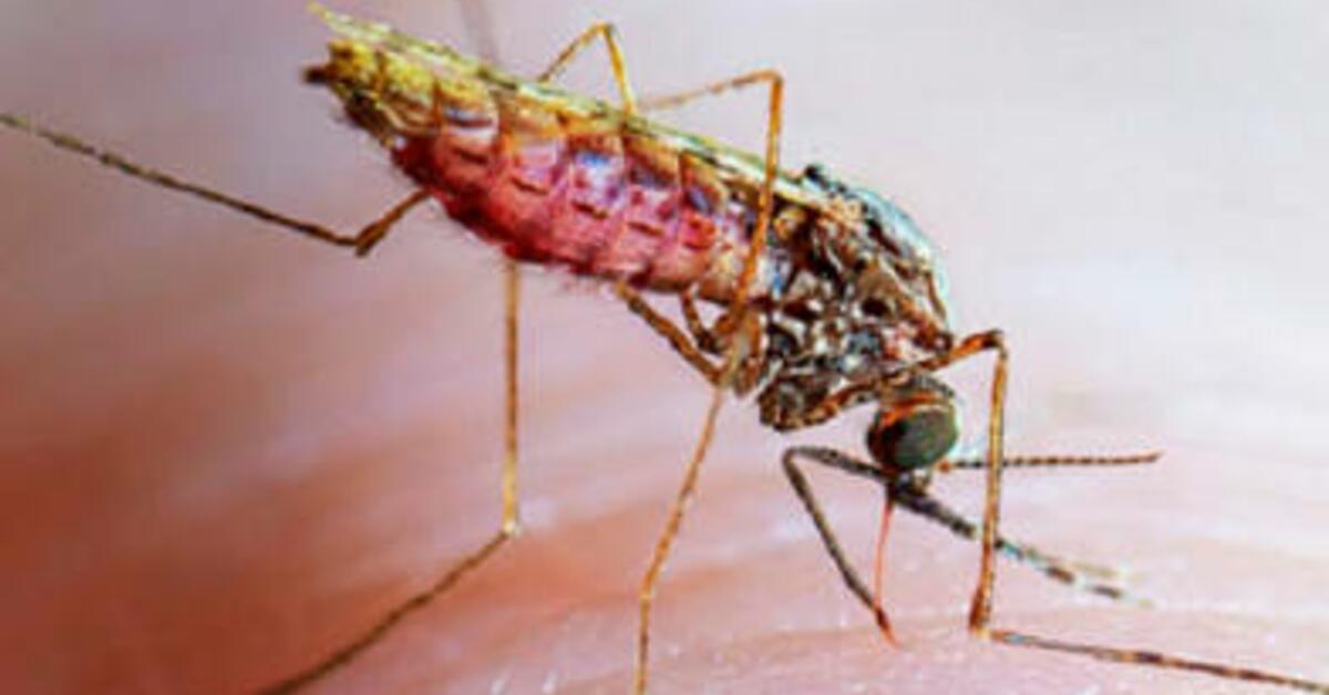 Health Officials Investigate Possible Locally Acquired Malaria Case in New Jersey