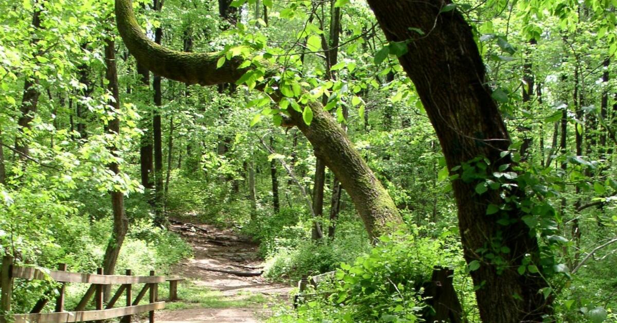 Details Released for Annual Union County Deer Management Program