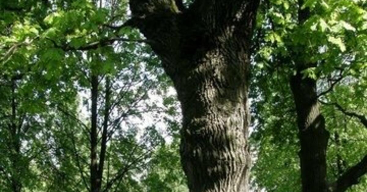 Authorities Urge Residents to be Vigilant After Berlin Park Assault