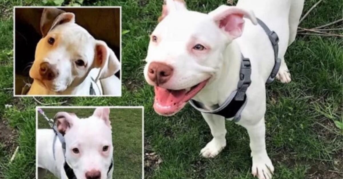 Reward Offered for Return of Stolen Dog from Maywood